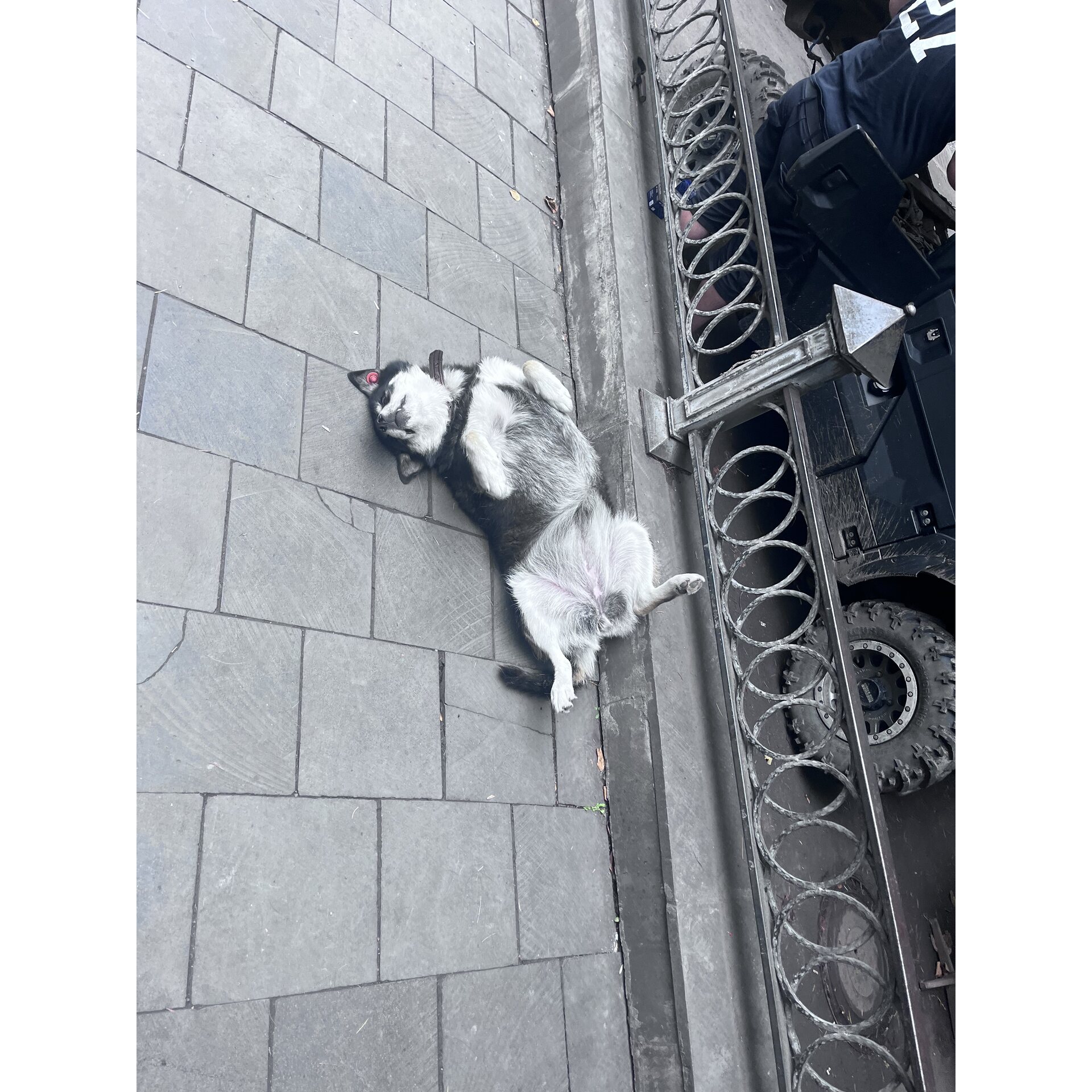 პოსტის ფოტო